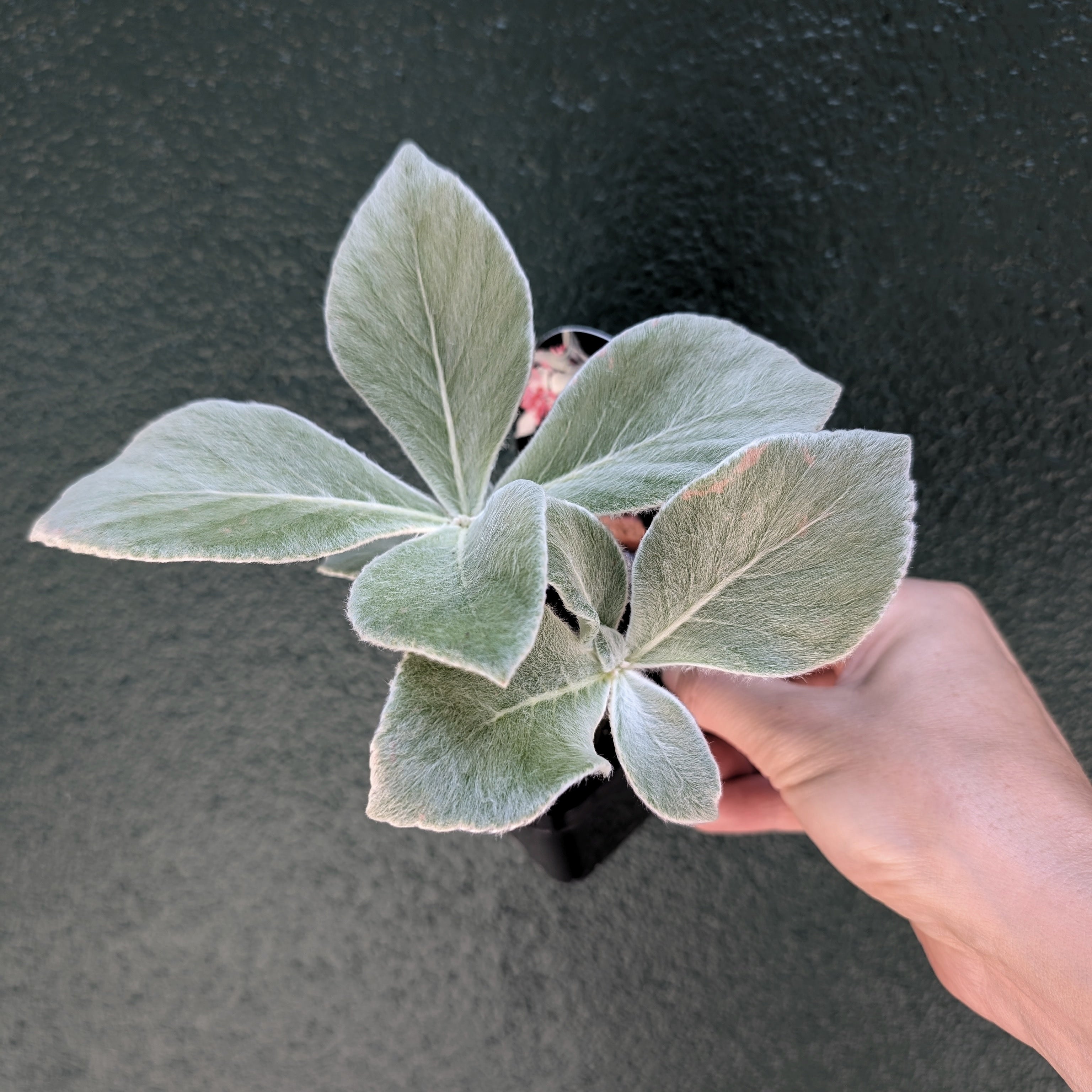 Sinningia leucotricha 'Edelweiss’ - 7cm pot